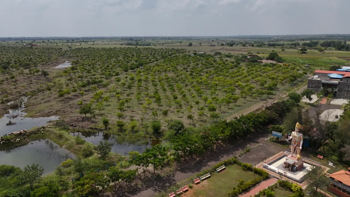 Forest interior from above